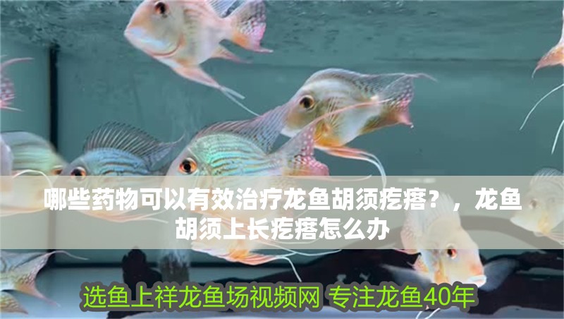 哪些藥物可以有效治療龍魚胡須疙瘩？，龍魚胡須上長疙瘩怎么辦 哪些藥物可以有效治療龍魚胡須疙瘩？，龍魚胡須上長疙瘩怎么辦 龍魚百科