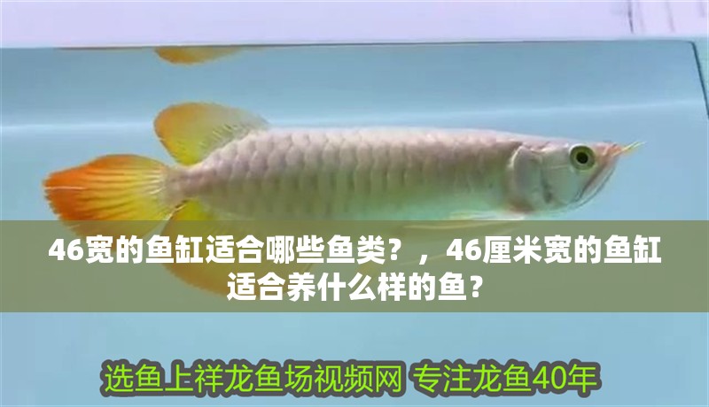 46寬的魚缸適合哪些魚類？，46厘米寬的魚缸適合養什么樣的魚？