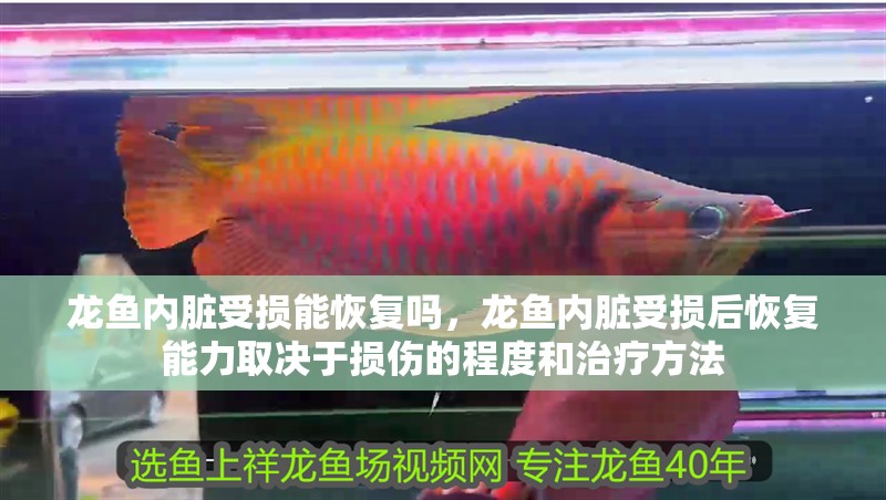 龍魚內臟受損能恢復嗎，龍魚內臟受損后恢復能力取決于損傷的程度和治療方法