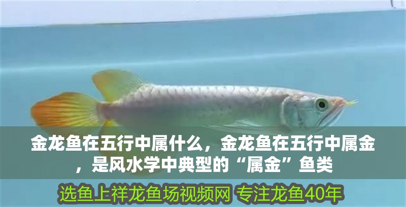 金龍魚在五行中屬什么，金龍魚在五行中屬金，是風水學中典型的“屬金”魚類 金龍魚在五行中屬什么，金龍魚在五行中屬金，是風水學中典型的“屬金”魚類 龍魚百科