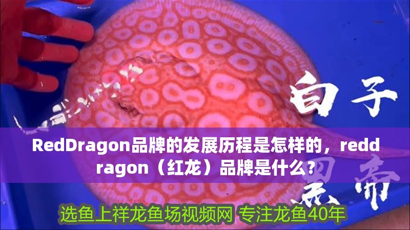 RedDragon品牌的發展歷程是怎樣的，reddragon（紅龍）品牌是什么？ RedDragon品牌的發展歷程是怎樣的，reddragon（紅龍）品牌是什么？ 龍魚百科