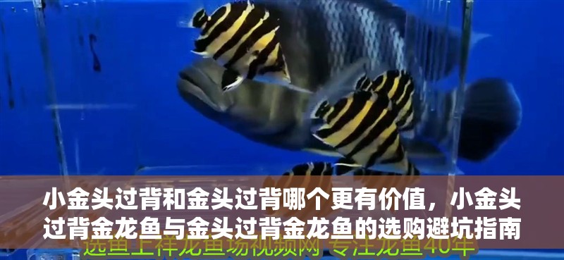 小金頭過背和金頭過背哪個更有價值，小金頭過背金龍魚與金頭過背金龍魚的選購避坑指南 小金頭過背和金頭過背哪個更有價值，小金頭過背金龍魚與金頭過背金龍魚的選購避坑指南 龍魚百科
