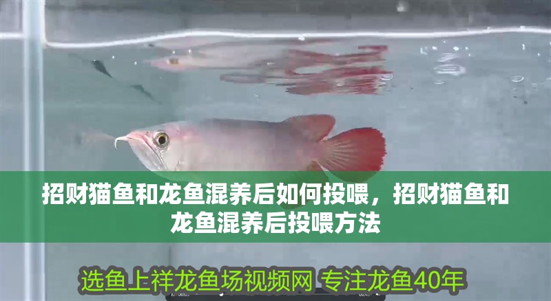 招財貓魚和龍魚混養后如何投喂，招財貓魚和龍魚混養后投喂方法 招財貓魚和龍魚混養后如何投喂，招財貓魚和龍魚混養后投喂方法 龍魚百科