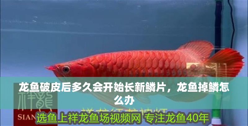 龍魚破皮后多久會開始長新鱗片，龍魚掉鱗怎么辦 龍魚破皮后多久會開始長新鱗片，龍魚掉鱗怎么辦 龍魚百科