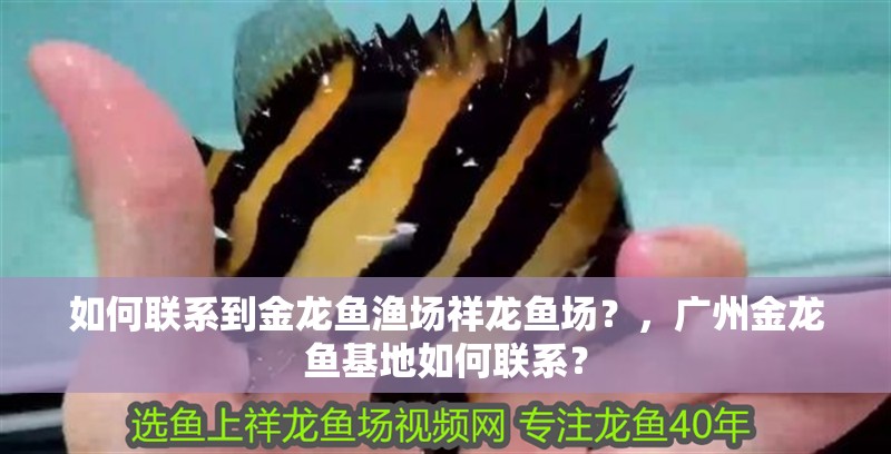 如何聯(lián)系到金龍魚漁場祥龍魚場？，廣州金龍魚基地如何聯(lián)系？