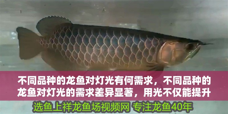 魚缸過濾器選購指南:自制魚缸過濾器魚缸上置過濾器對于養魚愛好者的必備知識 不同品種的龍魚對燈光有何需求,不同品種的龍魚對燈光的需求差異顯著,用光不僅能提升觀賞性 龍魚百科 不同品種的龍魚對燈光有何需求,不同品種的龍魚對燈光的需求差異顯著,用光不僅能提升觀賞性 不同品種的龍魚對燈光有何需求,不同品種的龍魚對燈光的需求差異顯著,用光不僅能提升觀賞性 龍魚百科