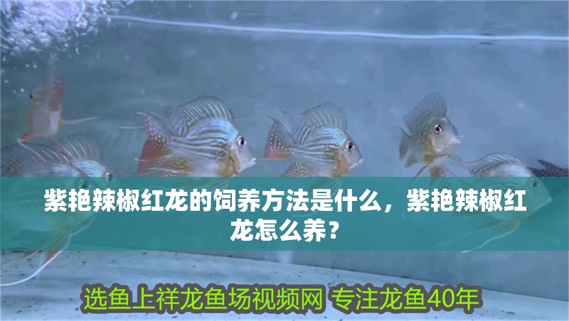 紫艷辣椒紅龍的飼養方法是什么，紫艷辣椒紅龍怎么養？