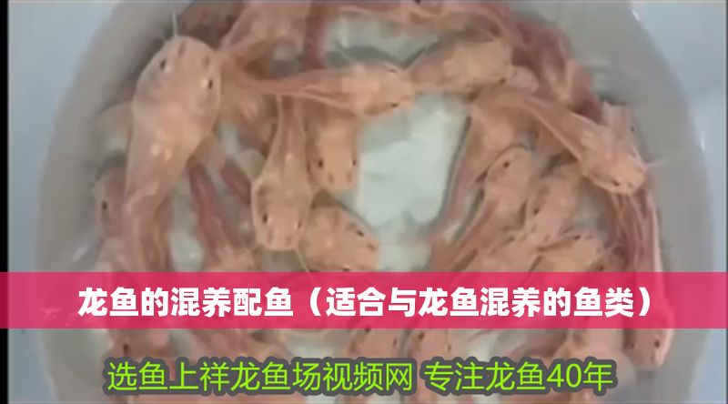 龍魚的混養配魚（適合與龍魚混養的魚類）