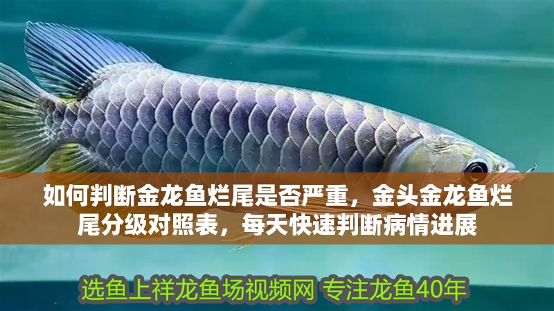 如何判斷金龍魚爛尾是否嚴(yán)重，金頭金龍魚爛尾分級(jí)對(duì)照表，每天快速判斷病情進(jìn)展