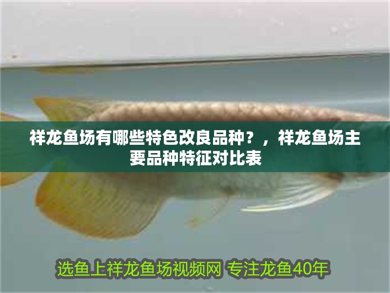 祥龍魚場有哪些特色改良品種？，祥龍魚場主要品種特征對比表 祥龍魚場有哪些特色改良品種？，祥龍魚場主要品種特征對比表 龍魚百科