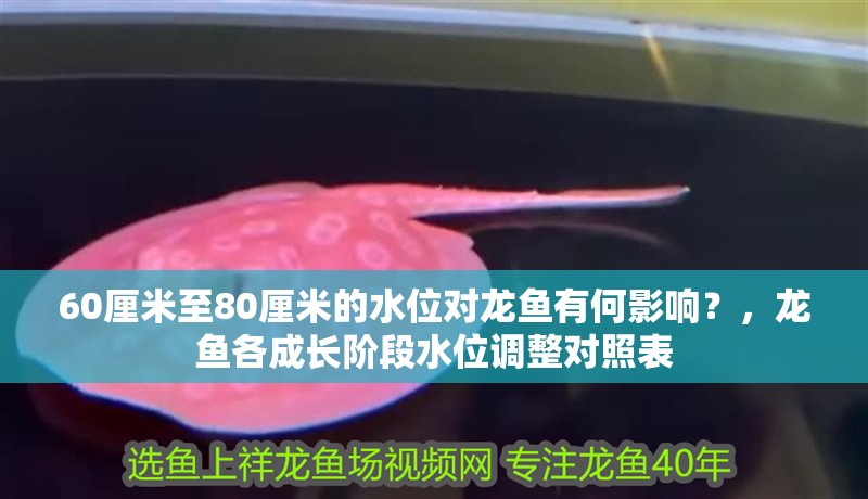 60厘米至80厘米的水位對龍魚有何影響？，龍魚各成長階段水位調整對照表 60厘米至80厘米的水位對龍魚有何影響？，龍魚各成長階段水位調整對照表 龍魚百科