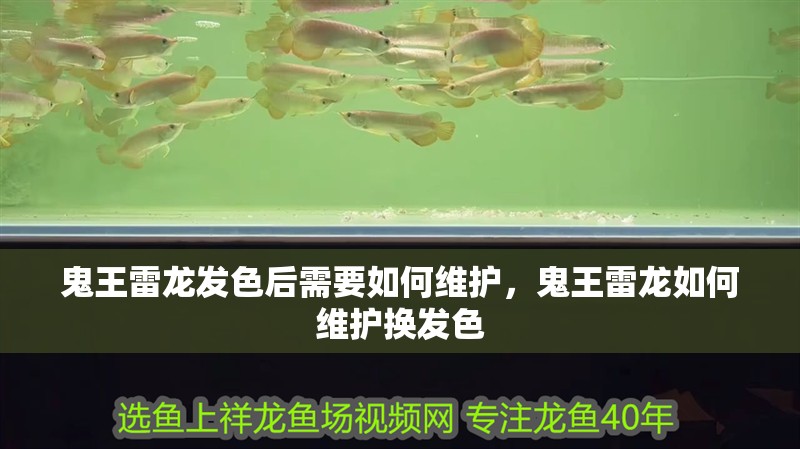 鬼王雷龍發色后需要如何維護，鬼王雷龍如何維護換發色