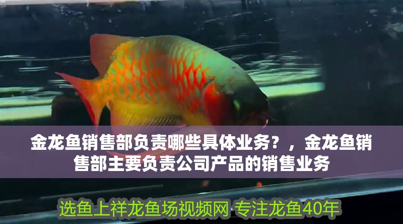 金龍魚銷售部負責哪些具體業(yè)務？，金龍魚銷售部主要負責公司產(chǎn)品的銷售業(yè)務 金龍魚銷售部負責哪些具體業(yè)務？，金龍魚銷售部主要負責公司產(chǎn)品的銷售業(yè)務 龍魚百科