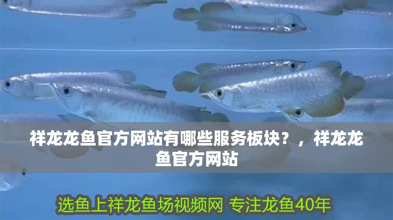 祥龍龍魚官方網站有哪些服務板塊？，祥龍龍魚官方網站 祥龍龍魚官方網站有哪些服務板塊？，祥龍龍魚官方網站 龍魚百科