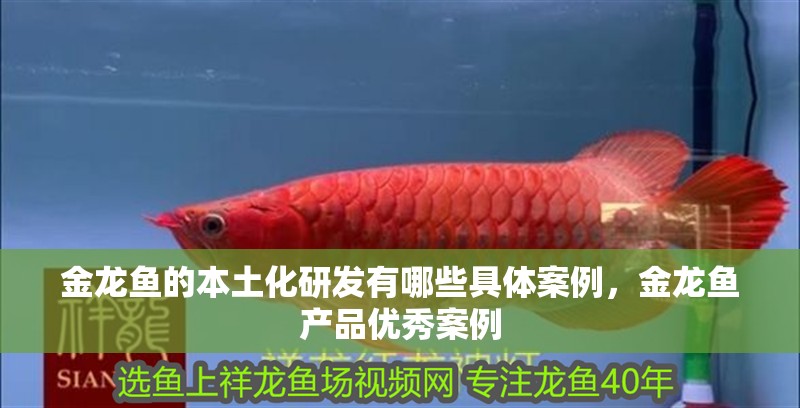 金龍魚的本土化研發有哪些具體案例，金龍魚產品優秀案例 金龍魚的本土化研發有哪些具體案例，金龍魚產品優秀案例 龍魚百科