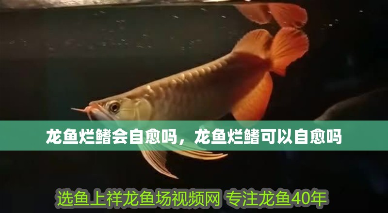 龍魚干蝦有營養嗎 龍魚爛鰭會自愈嗎,龍魚爛鰭可以自愈嗎 龍魚百科 龍魚爛鰭會自愈嗎,龍魚爛鰭可以自愈嗎 龍魚爛鰭會自愈嗎,龍魚爛鰭可以自愈嗎 龍魚百科