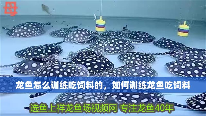 龍魚怎么訓(xùn)練吃飼料的，如何訓(xùn)練龍魚吃飼料 龍魚怎么訓(xùn)練吃飼料的，如何訓(xùn)練龍魚吃飼料 龍魚百科 第2張
