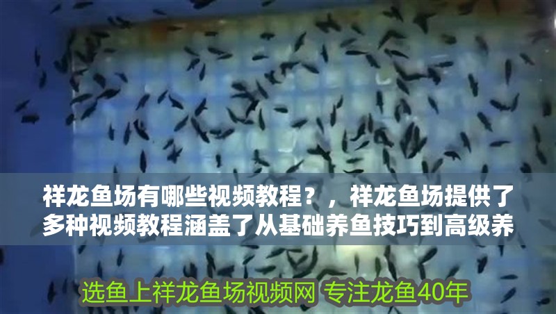 祥龍魚場有哪些視頻教程？，祥龍魚場提供了多種視頻教程涵蓋了從基礎養魚技巧到高級養護 祥龍魚場有哪些視頻教程？，祥龍魚場提供了多種視頻教程涵蓋了從基礎養魚技巧到高級養護 龍魚百科