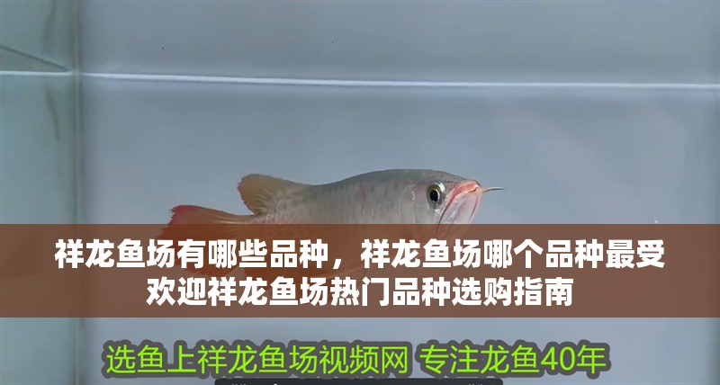 祥龍魚場有哪些品種，祥龍魚場哪個品種最受歡迎祥龍魚場熱門品種選購指南