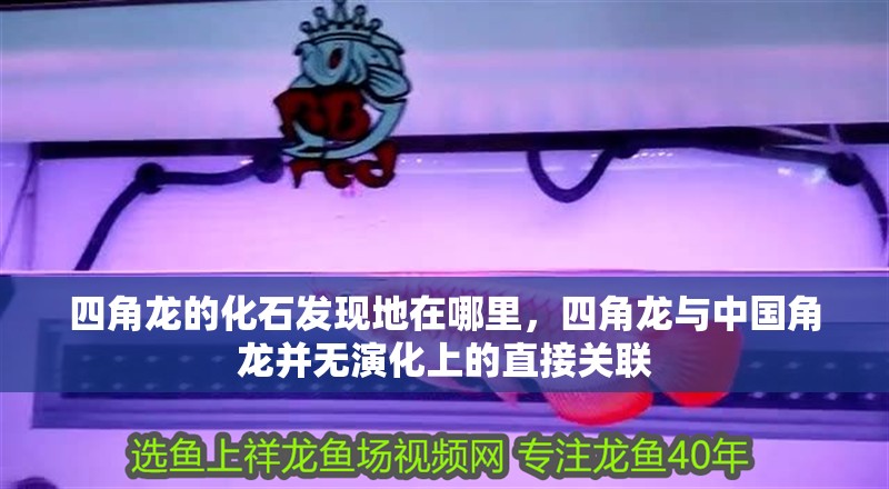 四角龍的化石發(fā)現(xiàn)地在哪里，四角龍與中國(guó)角龍并無(wú)演化上的直接關(guān)聯(lián)