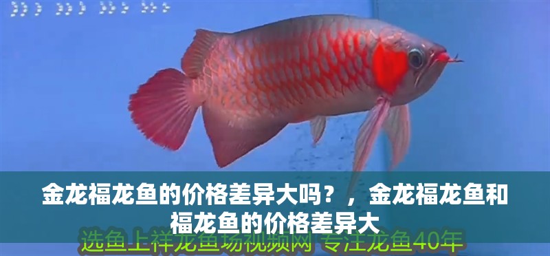 金龍福龍魚的價格差異大嗎？，金龍福龍魚和福龍魚的價格差異大