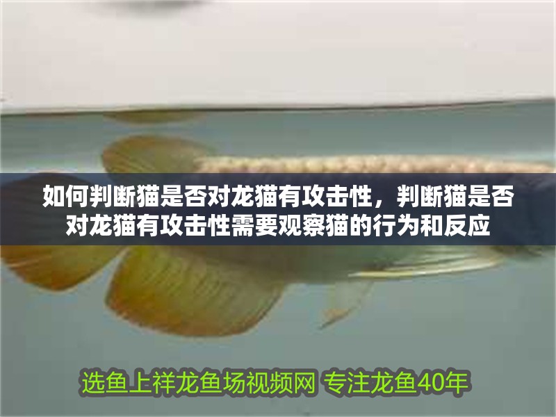 如何判斷貓是否對龍貓有攻擊性，判斷貓是否對龍貓有攻擊性需要觀察貓的行為和反應