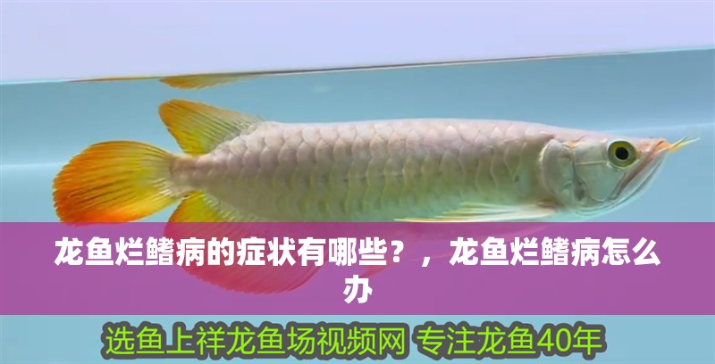 鸚鵡魚和銀龍魚混養怎樣喂食 龍魚爛鰭病的癥狀有哪些?,龍魚爛鰭病怎么辦 龍魚百科 龍魚爛鰭病的癥狀有哪些?,龍魚爛鰭病怎么辦 龍魚爛鰭病的癥狀有哪些?,龍魚爛鰭病怎么辦 龍魚百科