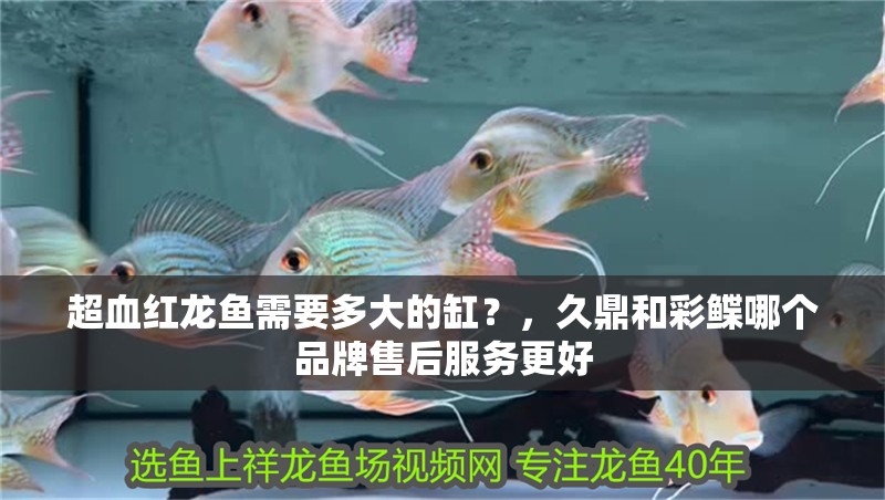 超血紅龍魚需要多大的缸？，久鼎和彩鰈哪個品牌售后服務更好 超血紅龍魚需要多大的缸？，久鼎和彩鰈哪個品牌售后服務更好 龍魚百科
