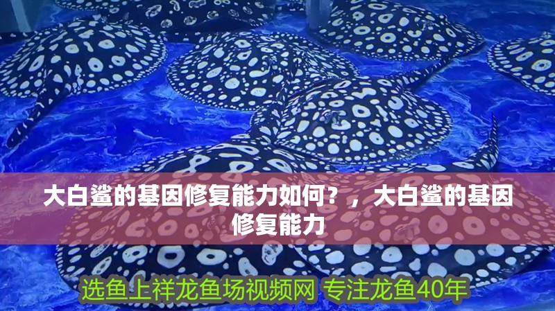 大白鯊的基因修復能力如何？，大白鯊的基因修復能力