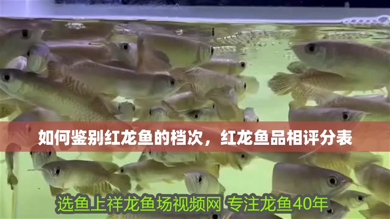 如何鑒別紅龍魚的檔次，紅龍魚品相評分表