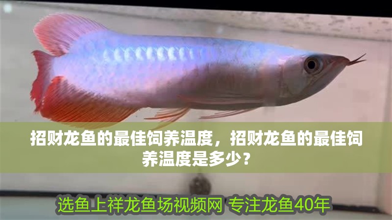 招財龍魚的最佳飼養溫度，招財龍魚的最佳飼養溫度是多少？