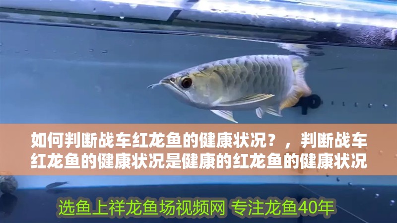 如何判斷戰車紅龍魚的健康狀況？，判斷戰車紅龍魚的健康狀況是健康的紅龍魚的健康狀況