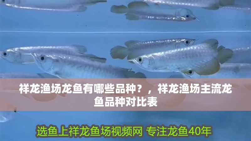 祥龍漁場龍魚有哪些品種？，祥龍漁場主流龍魚品種對比表 祥龍漁場龍魚有哪些品種？，祥龍漁場主流龍魚品種對比表 龍魚百科