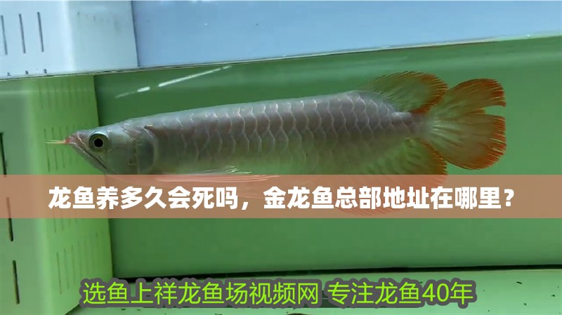龍魚養多久會死嗎，金龍魚總部地址在哪里？