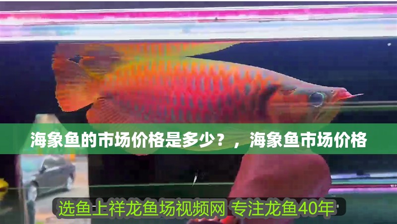 海象魚的市場價格是多少？，海象魚市場價格 海象魚的市場價格是多少？，海象魚市場價格 龍魚百科