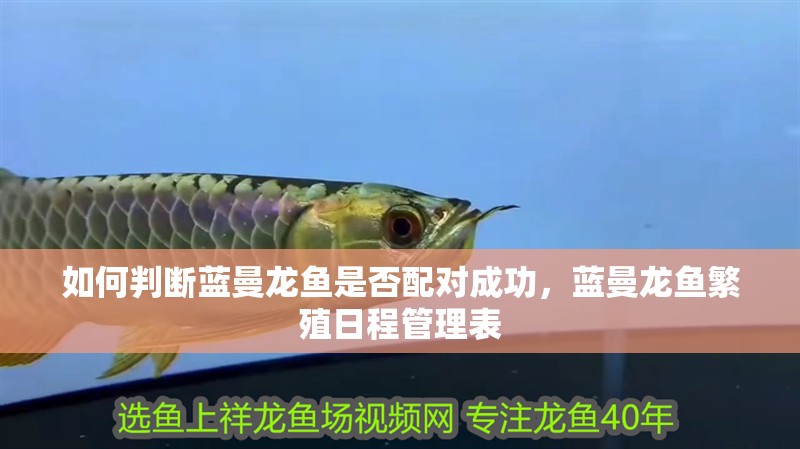 如何判斷藍曼龍魚是否配對成功，藍曼龍魚繁殖日程管理表