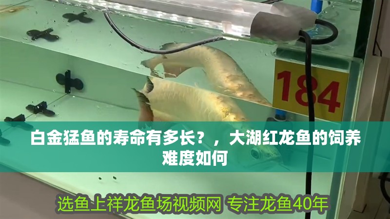 白金猛魚的壽命有多長？，大湖紅龍魚的飼養難度如何 白金猛魚的壽命有多長？，大湖紅龍魚的飼養難度如何 龍魚百科