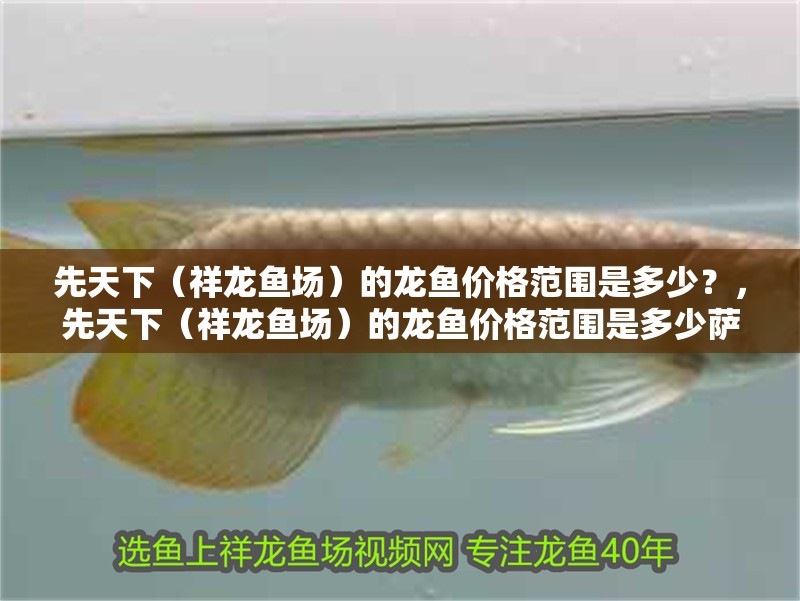 先天下（祥龍魚場）的龍魚價格范圍是多少？，先天下（祥龍魚場）的龍魚價格范圍是多少薩伊藍(lán)魚的品相 先天下（祥龍魚場）的龍魚價格范圍是多少？，先天下（祥龍魚場）的龍魚價格范圍是多少薩伊藍(lán)魚的品相 龍魚百科