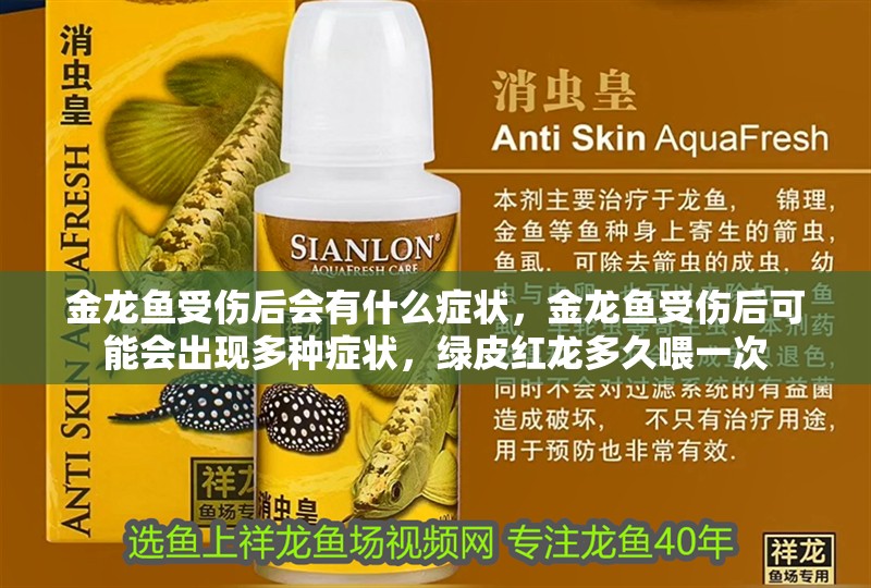金龍魚受傷后會有什么癥狀，金龍魚受傷后可能會出現多種癥狀，綠皮紅龍多久喂一次