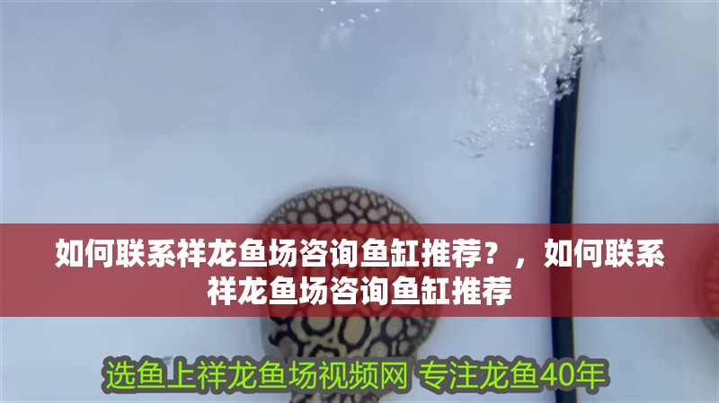 如何聯系祥龍魚場咨詢魚缸推薦？，如何聯系祥龍魚場咨詢魚缸推薦