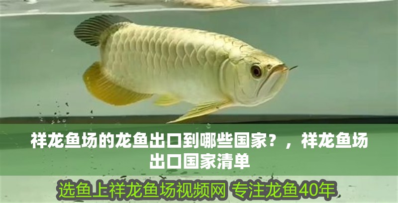 祥龍魚(yú)場(chǎng)的龍魚(yú)出口到哪些國(guó)家？，祥龍魚(yú)場(chǎng)出口國(guó)家清單 祥龍魚(yú)場(chǎng)的龍魚(yú)出口到哪些國(guó)家？，祥龍魚(yú)場(chǎng)出口國(guó)家清單 龍魚(yú)百科