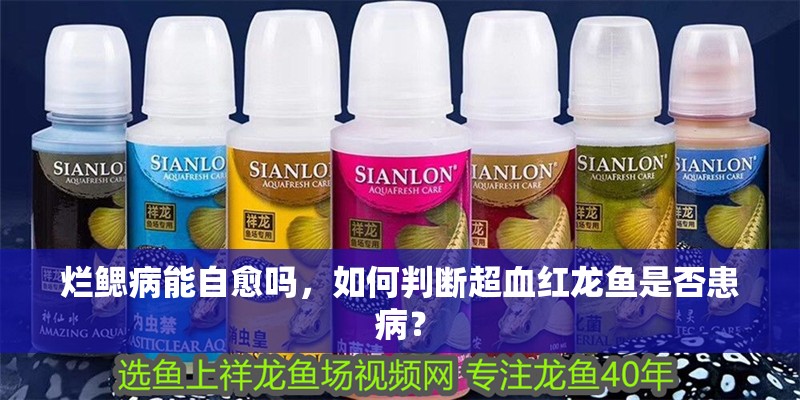 魚缸過濾器選購指南:自制魚缸過濾器魚缸上置過濾器對于養魚愛好者的必備知識 爛鰓病能自愈嗎,如何判斷超血紅龍魚是否患病? 龍魚百科 爛鰓病能自愈嗎,如何判斷超血紅龍魚是否患病? 爛鰓病能自愈嗎,如何判斷超血紅龍魚是否患病? 龍魚百科