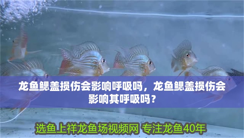 龍魚鰓蓋損傷會影響呼吸嗎，龍魚鰓蓋損傷會影響其呼吸嗎？