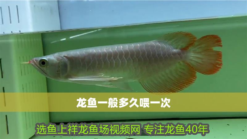 龍魚一般多久喂一次
