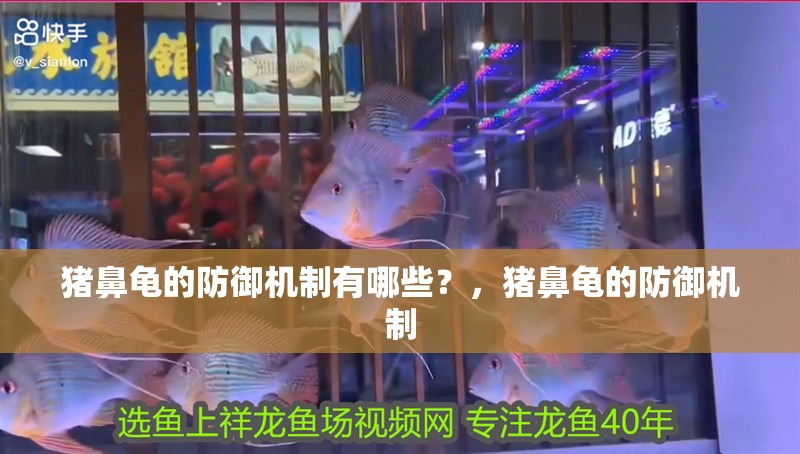 豬鼻龜的防御機制有哪些？，豬鼻龜的防御機制 豬鼻龜的防御機制有哪些？，豬鼻龜的防御機制 龍魚百科