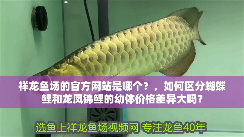 祥龍魚場的官方網站是哪個？，如何區分蝴蝶鯉和龍鳳錦鯉的幼體價格差異大嗎？