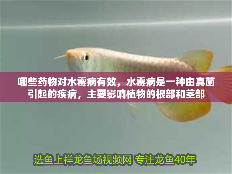 哪些藥物對水霉病有效，水霉病是一種由真菌引起的疾病，主要影響植物的根部和莖部 哪些藥物對水霉病有效，水霉病是一種由真菌引起的疾病，主要影響植物的根部和莖部 龍魚百科