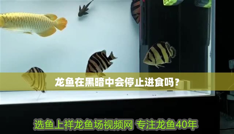 龍魚在黑暗中會停止進食嗎？