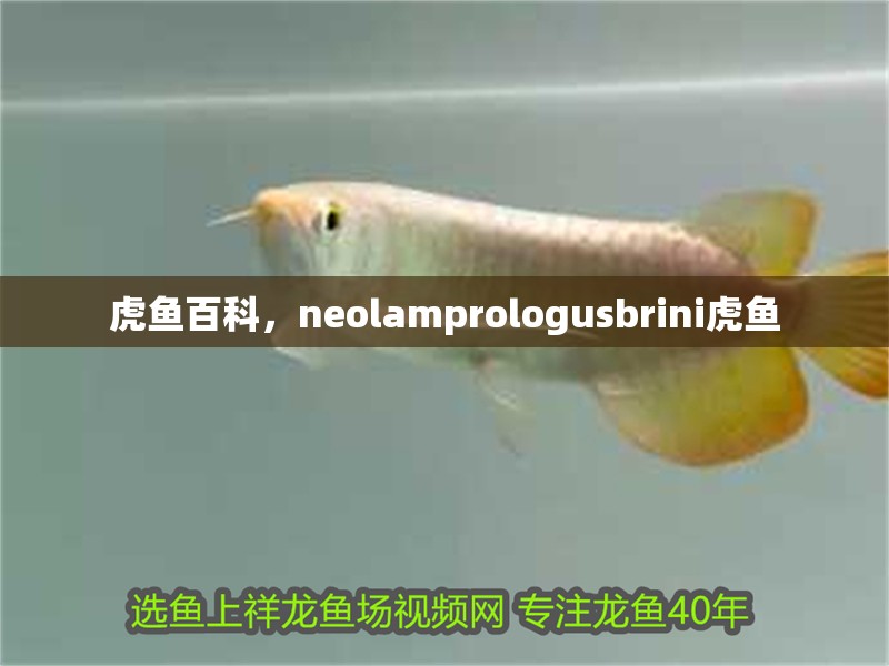 印尼虎魚多少溫度飼養最好:印尼虎魚多少溫度飼養最好印尼虎魚多少溫度飼養最好 虎魚百科,neolamprologusbrini虎魚 廣州正大漁場 虎魚百科,neolamprologusbrini虎魚 虎魚百科,neolamprologusbrini虎魚 廣州正大漁場