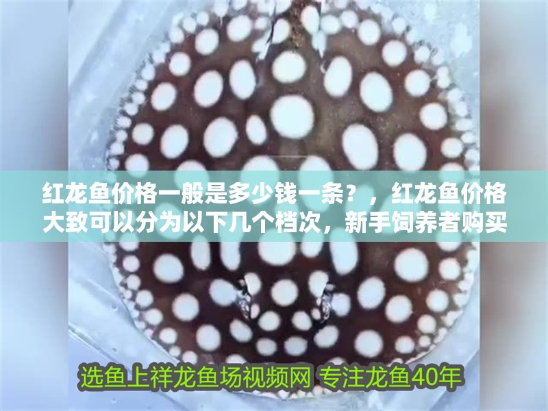 紅龍魚價格一般是多少錢一條？，紅龍魚價格大致可以分為以下幾個檔次，新手飼養者購買檔次